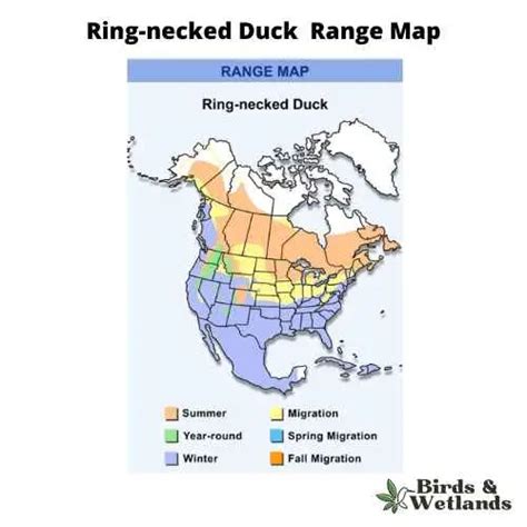 Ring Necked Duck Aythya Collaris Birds And Wetlands