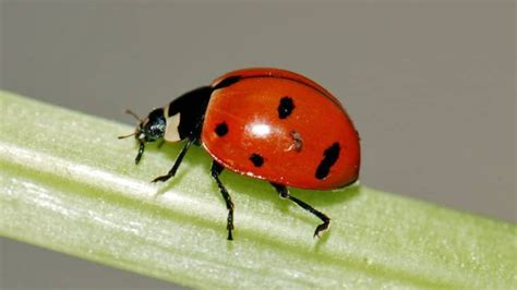 Native Ladybugs Lose Ground To Foreign Species Technology And Science