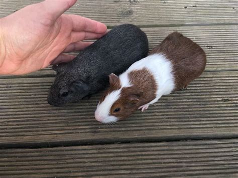 Pair Of Young Male Guinea Pigs In Exeter Devon Gumtree