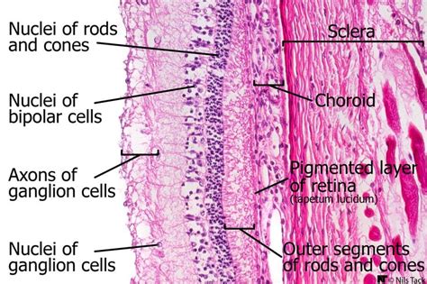 Histology Of The Retina The Retina Tapetum Lucidum Dissection