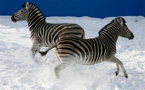 Why Do Zebras Have Stripes Biologists Say They Finally Have The Answer The Independent The