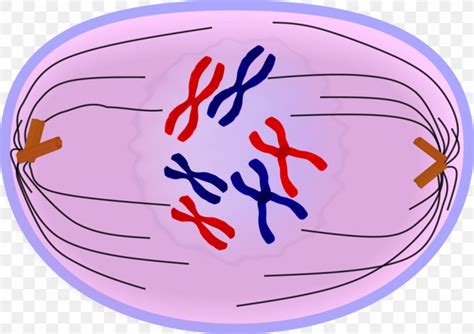 Anaphase Mitosis Telophase Prometaphase Prophase Png 1125x794px