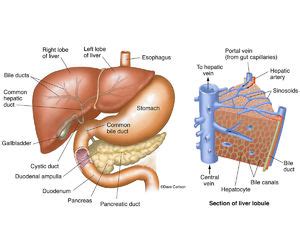 Also available for free download. Digestive System | Carlson Stock Art