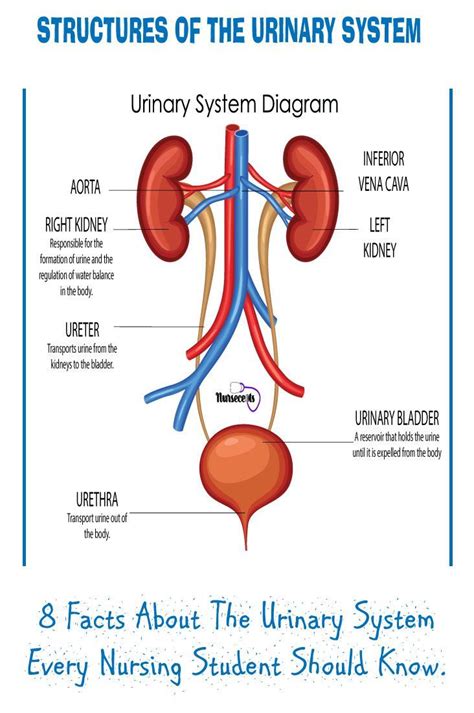Facts About The Urinary System Every Nursing Babe Should Know Basic Anatomy And