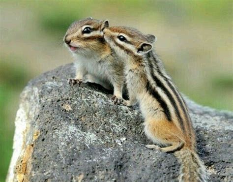 Chipmunks Baby Animals Super Cute Cute Animal Pictures Cute Baby