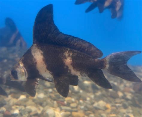 Chinese High Fin Banded Shark