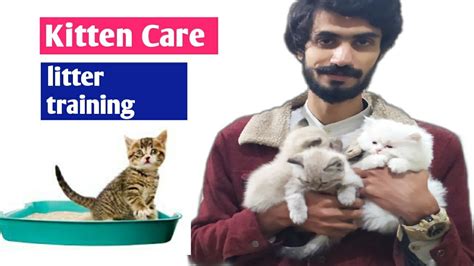 Now we will discuss different types of foods persians like, broken down by life stage. Young kittens care | kitten litter training | persian cat ...