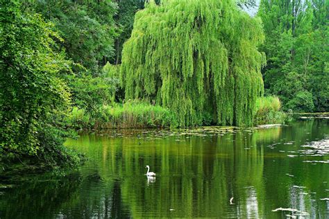 Willow Trees Sustainably Clean Up Wastewater Popular Science