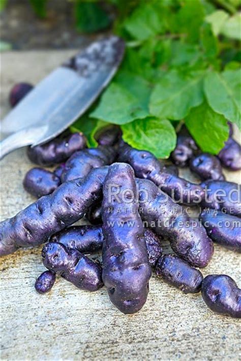Whether you are a gardening enthusiast or would like to start gardening, chiltern seeds can provide the seeds you need to grow vegetables and herbs with a wide range of heirloom and heritage varieties available to order online. Maori Potatoes. Heritage variety vegetable called ...