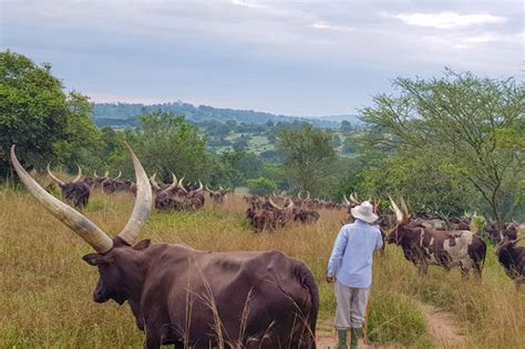 Vivian adhiambo atieno and uganda high commissioner to kenya, accompanied her to rwakitura. MUSEVENI: I bought Rwakitura in 1967, whose money could I ...