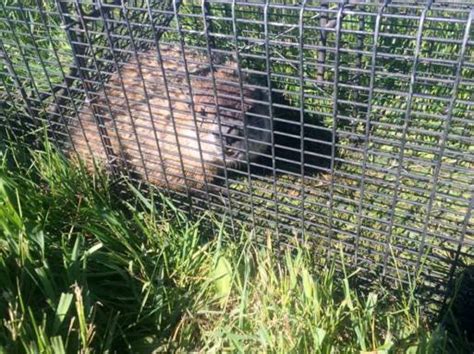 Woodchuck Trap Humane Wildlife Removal