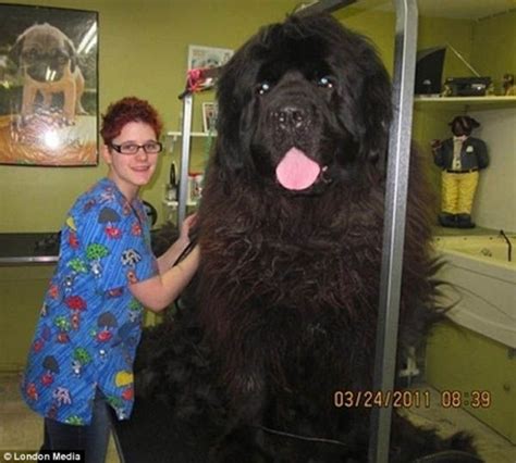 This Is A Giant Newfoundland Dog The Largest Dog Recorded In History
