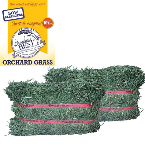 Grandpas Best Orchard Grass Hay Mini Bale For Small Animals 10lb