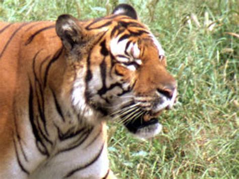 Südchinesische Tiger Im Wwf Artenlexikon Zahlen And Fakten