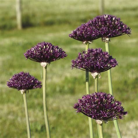 Allium Atropurpureum Ernest Turc