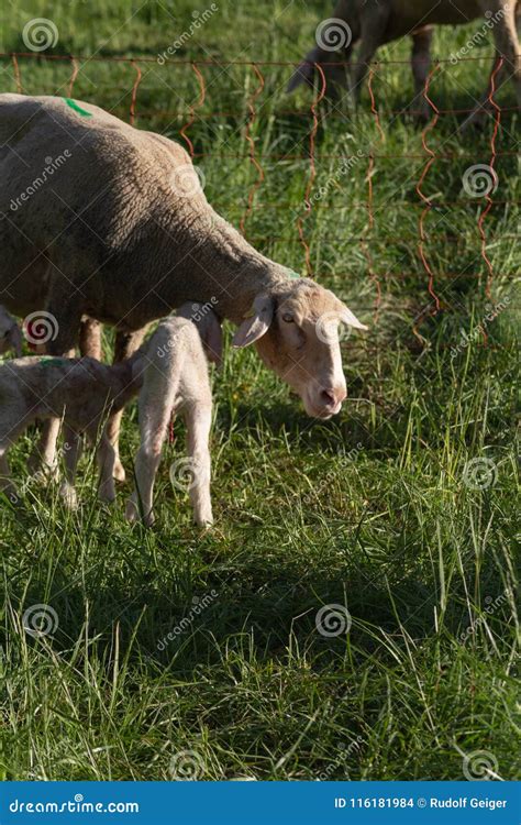 Newborn Lamb After Mother Sheep Giving Birth Stock Photo Image Of