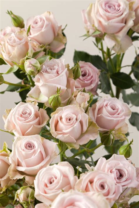 Rosaprima Launches 11 New Spray Roses Article Onthursd