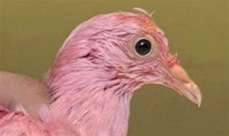 New York Pigeon Dyed For Gender Reveal Party Found By Wildlife Care