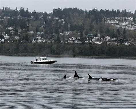 Welcome The Whales As Grays And Orcas Make Their Way Through Puget