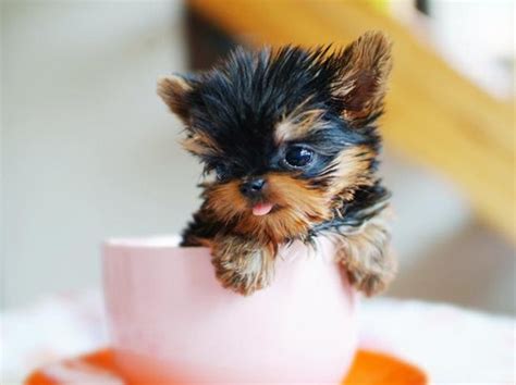 8 Tea Cup Dog Breeds To Fit Your Pocket Too Cute To Bear