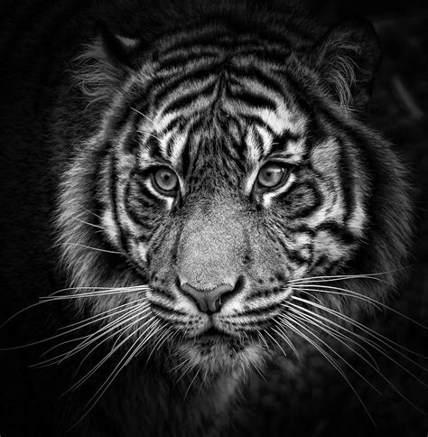 Tiger Eyes Bw Photograph By Athena Mckinzie Pixels