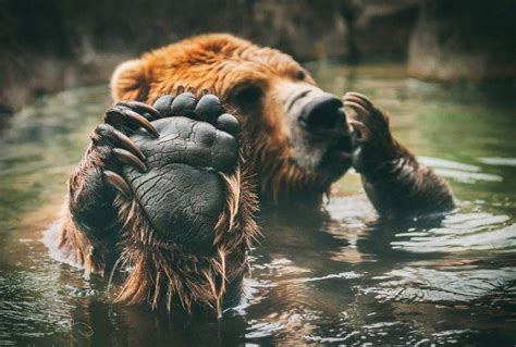 Animals Bears Bathing Mammals Feet Wallpapers Hd