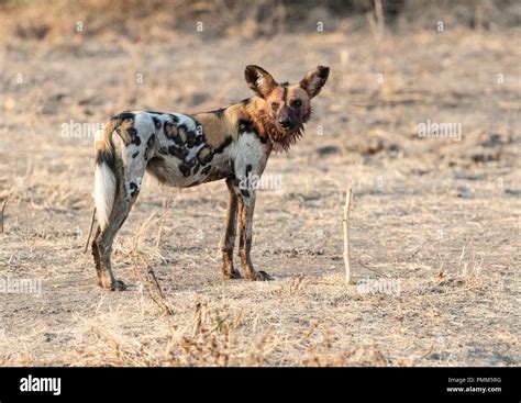 Wild Dogs In The African Bush South Luangwa Zambia Africa Stock
