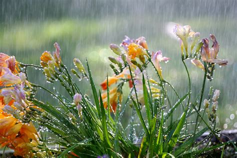 Spring Rain And Flowers 2319987 Hd Wallpaper