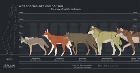 Size Comparison Of Different Wolves Dire Wolf Size Wolf Dire Wolf