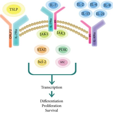 Schematic Of Il R Signal Transduction Il And Its Cell Surface