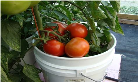 How To Grow Tomatoes In 5 Gallon Buckets Learn How To