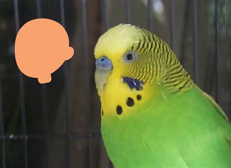 Budgies Bald Spots On Heads Causes And Treatments Imparrot