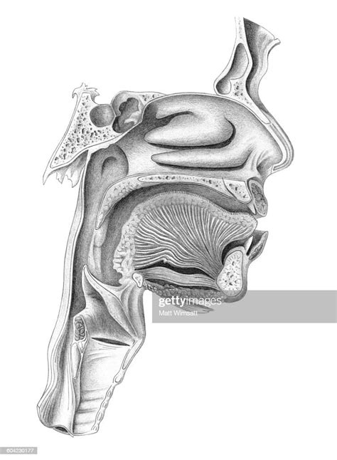 Nose Mouth And Throat Cross Section Lateral View Illustration Getty