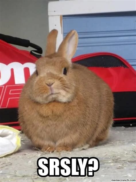 35 Most Funniest Rabbit Memes Graphics Pictures And S Picsmine