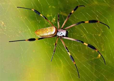 Banana Spider Everything You Need To Know Pet Lovers Palace