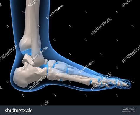 Powerpoint Template Foot Ankle Anatomy Human Kklhnju