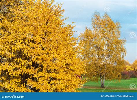 Trees With Bright Yellow Leaves Autumn Landscape Stock Photo Image