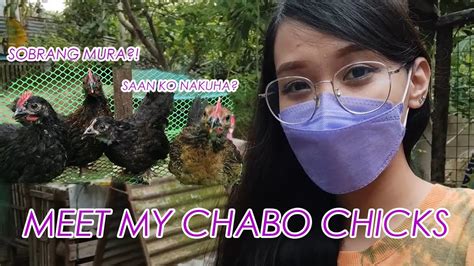 CHABO CHICKENS IN THE PHILIPPINES SOBRANG CUTE YouTube
