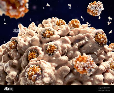 Illustration Of A Macrophage White Blood Cell Beige Engulfing