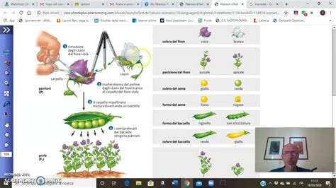 Introduzione Alla Genetica Mendeliana YouTube