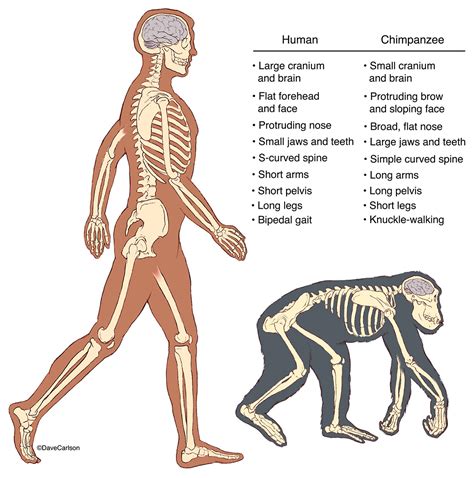 Chimpanzee Strength Vs Human