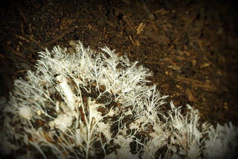 It's Not Work, It's Gardening!: Mycelium