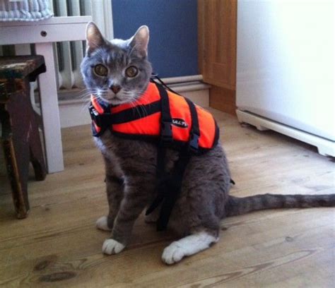 Cat life updated their profile picture. 187 best images about Canoes/Kayaks and Trailers on ...