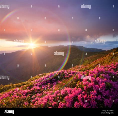 Summer Landscape With Pink Flowers In Mountains Blooming Rhododendron