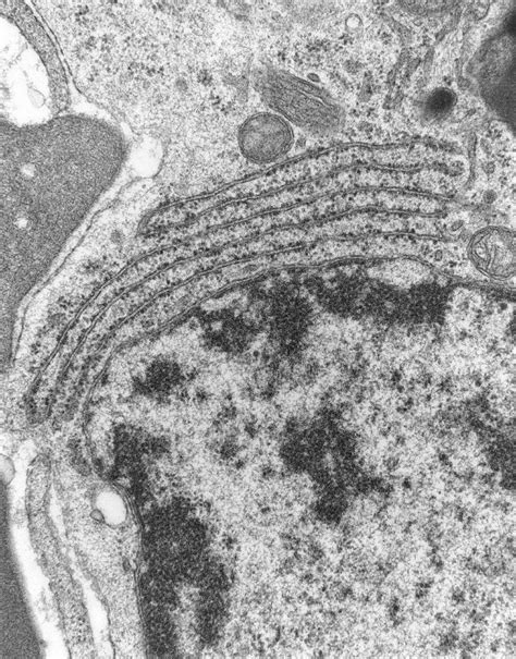 Tem Of Endoplasmic Reticulum In Mammalian Cell Photograph By Nibsc