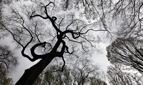 In New York Neglected Trees Prove Deadly