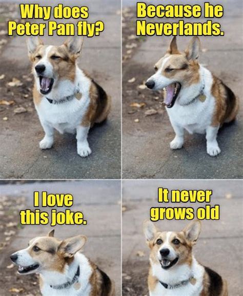 What's the difference between a cat and a comma? Dog puns that are so hilarious - My Dogs Info