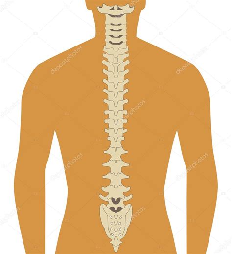 Human Spine Stock Vector Image By ©kovacevic 5885283