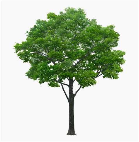 Tree Elevation Png File