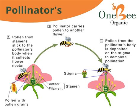 Benefits Of Pollinators Pollination Support To Farmer And Agriculture